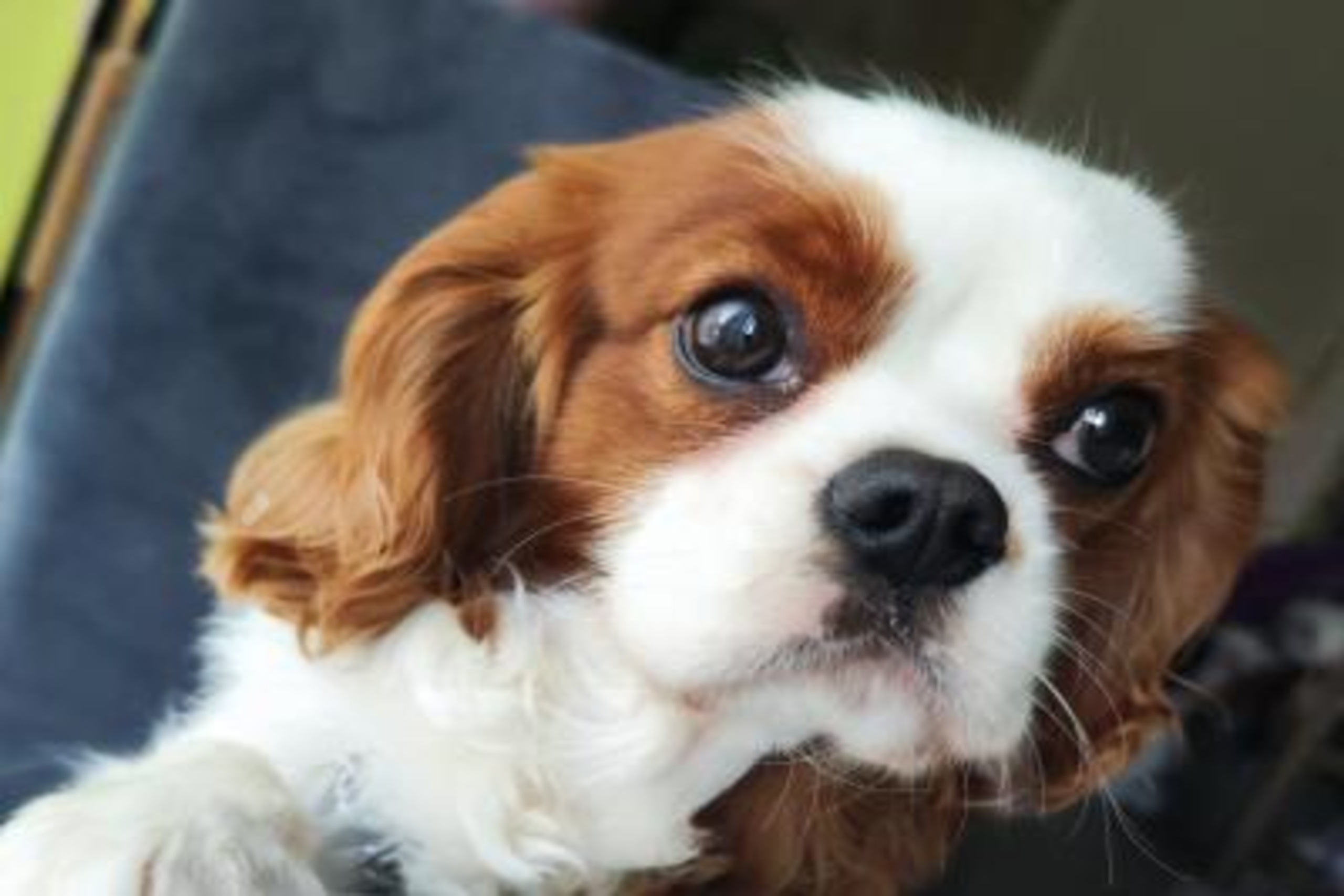 Puppy