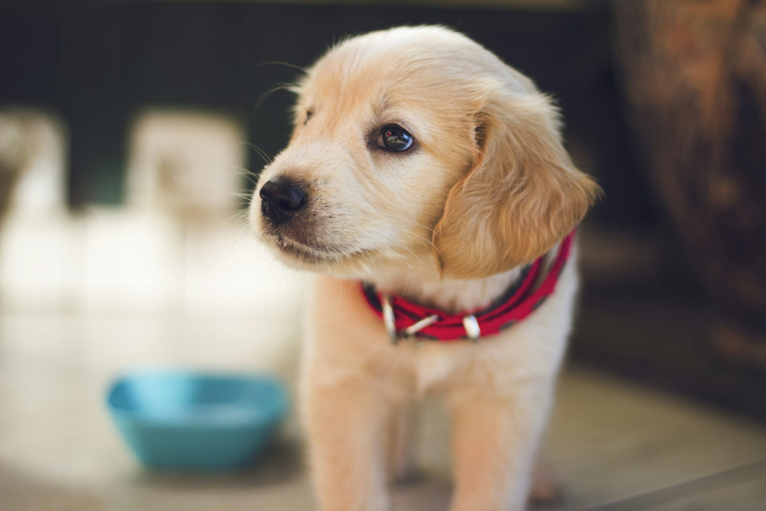 puupy