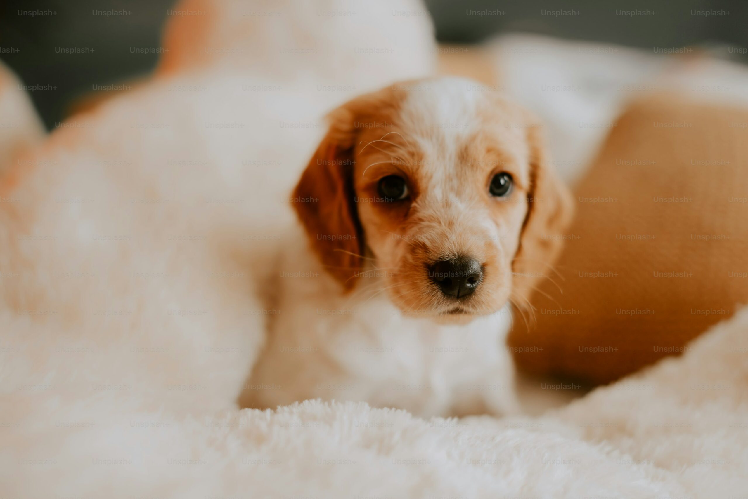 Pet dog